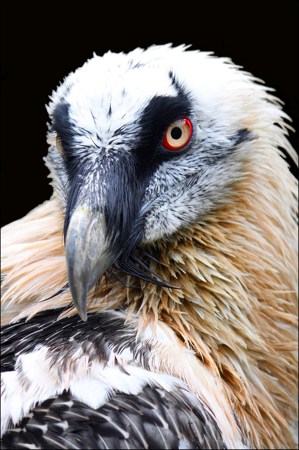 Bearded vulture.