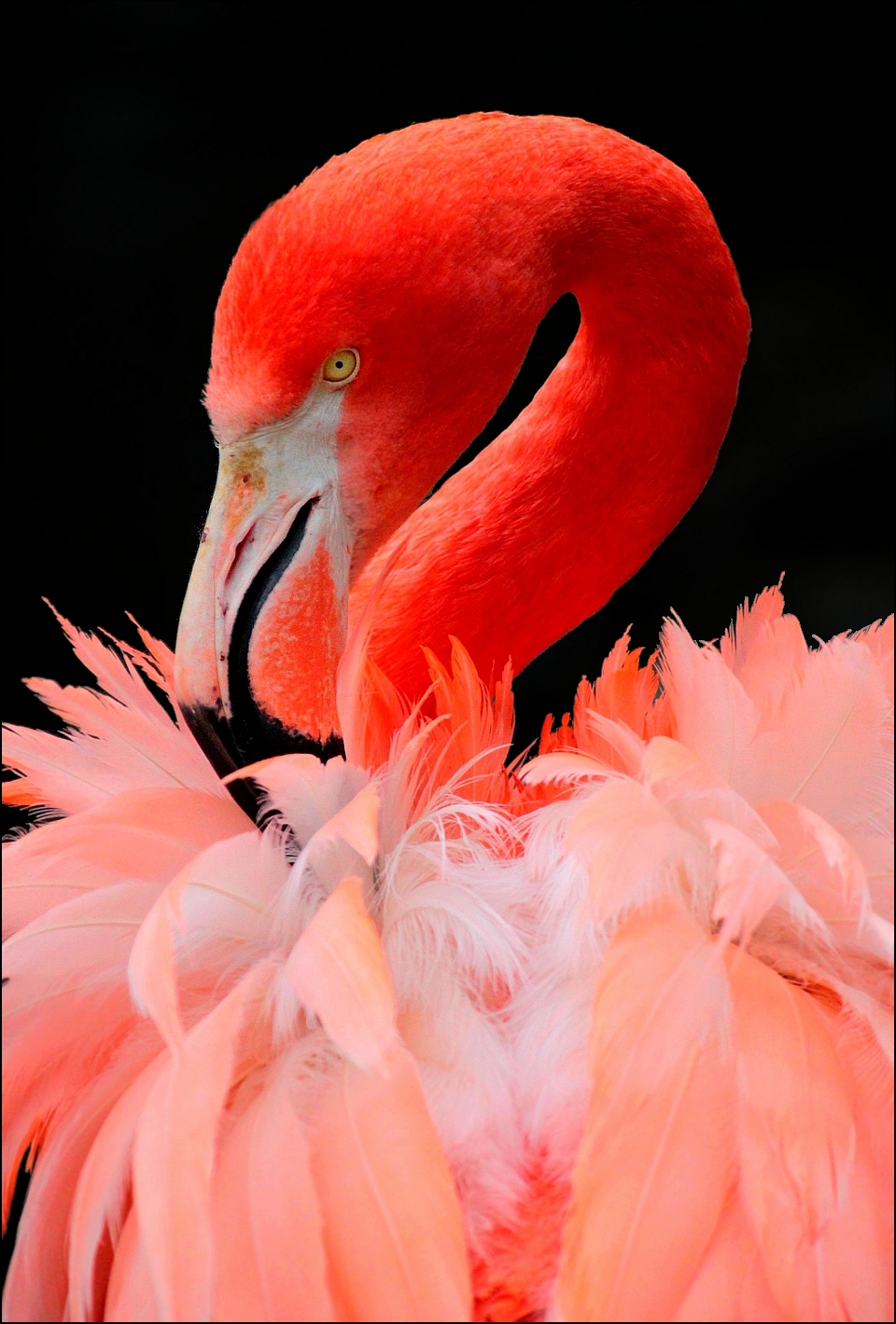 Flamingo.