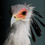 Secretary bird.