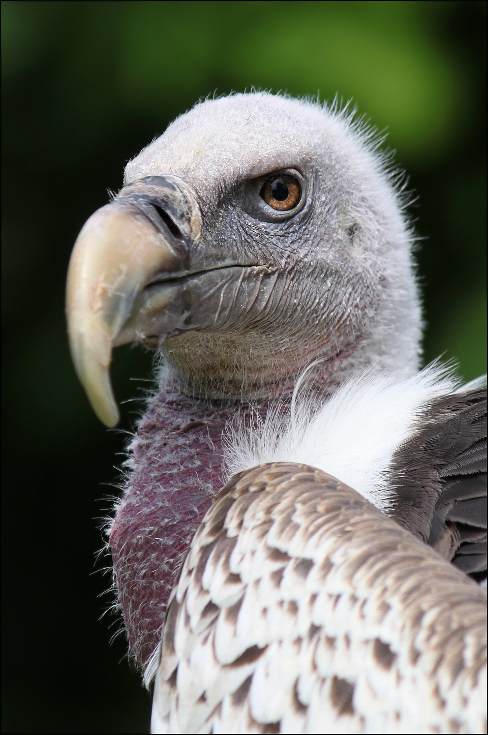 Ruppell's vulture.