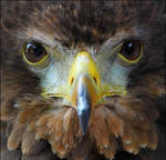 Bateleur eagle. by Evey-Eyes