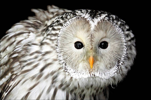 Ural owl.