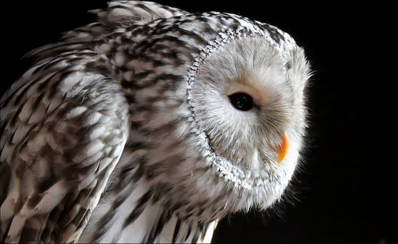Ural owl.