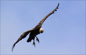 Ruppell's Vulture.