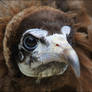 Hooded vulture.