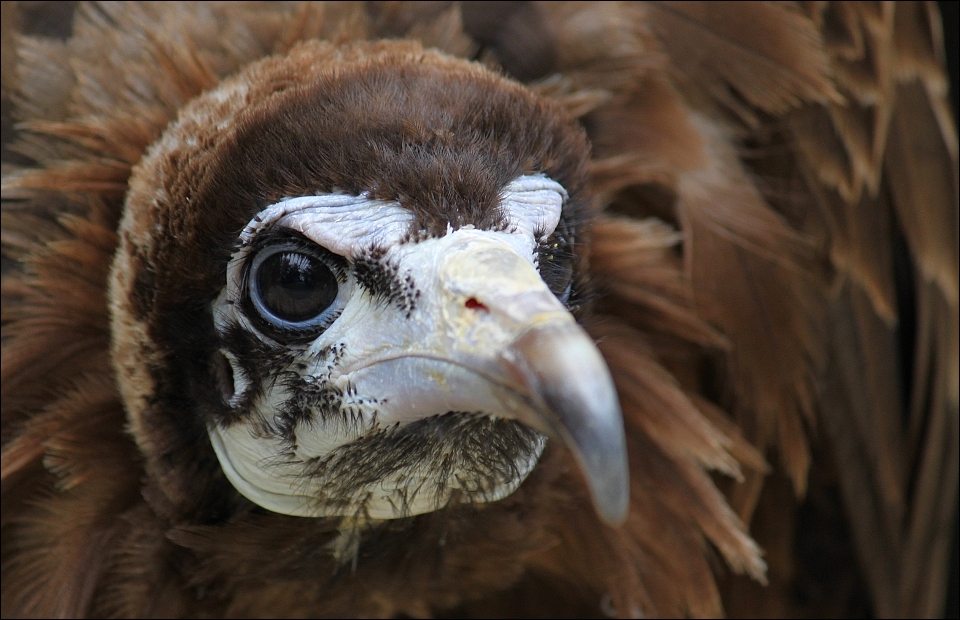 Hooded vulture.