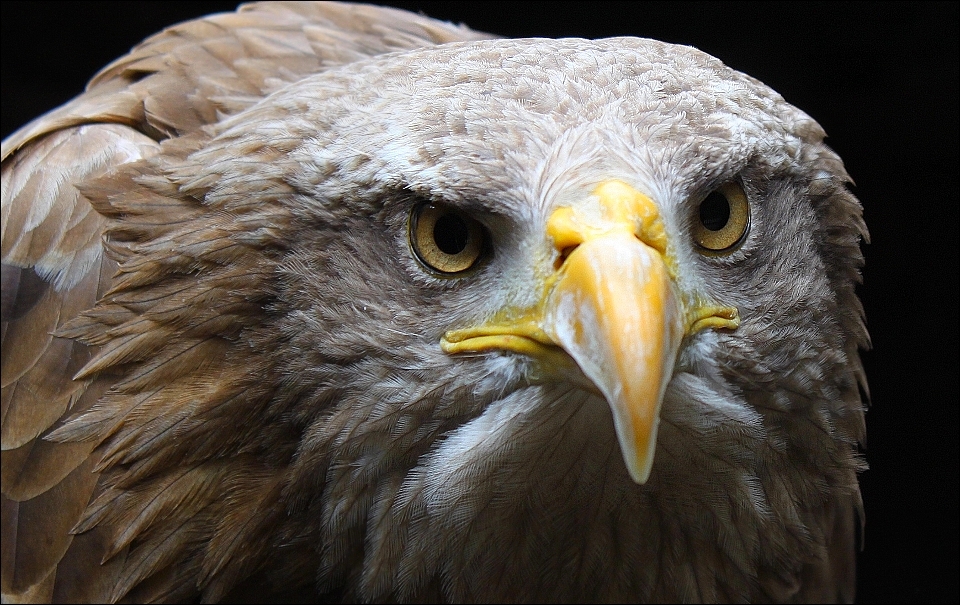 White-tailed Eagle.