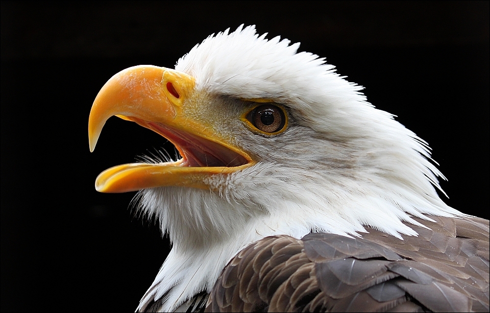 Bald eagle.