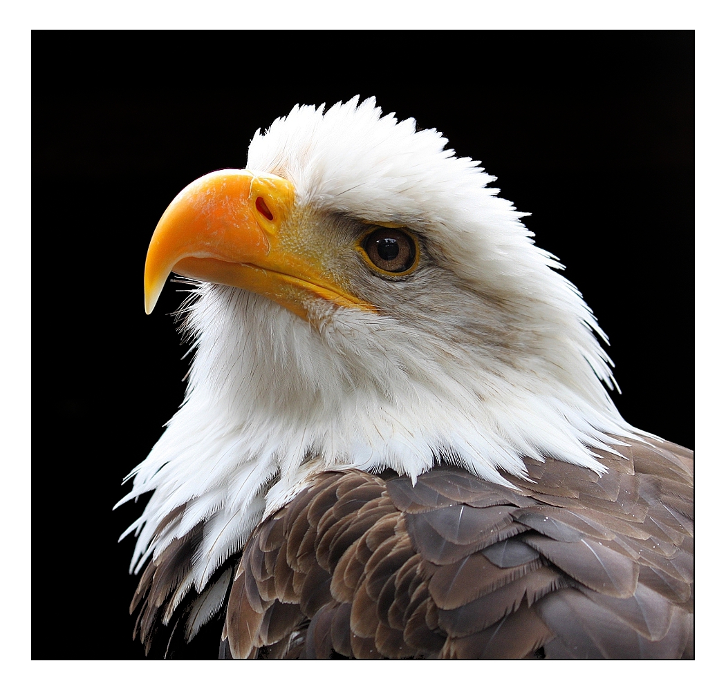 Bald eagle.