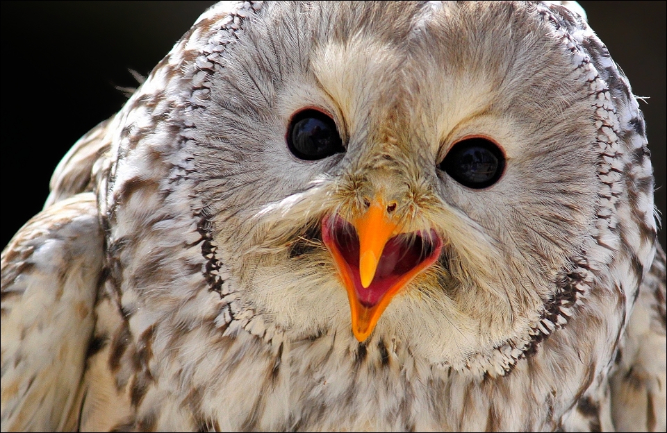 Ural owl.