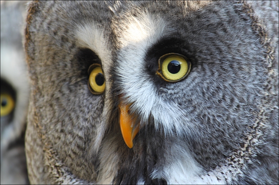 Great grey owl.