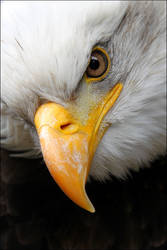 Bald eagle.