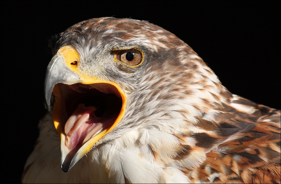 Ferruginous Hawk.