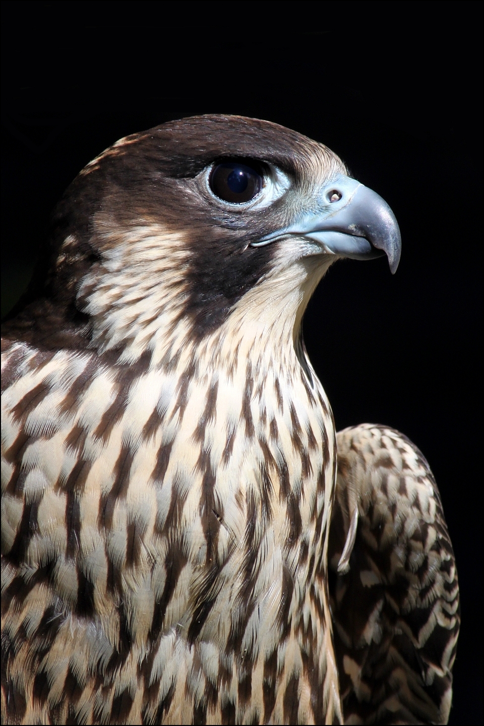 Peregrine falcon.