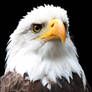 Bald eagle.