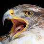 Ferruginous hawk.