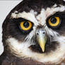 Spectacled owl.