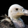 Ruppell's vulture.