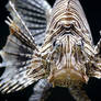 Lion fish.