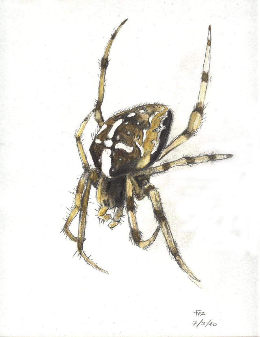 Araneus Diadematus