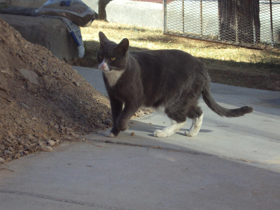 The Trotting Cat By Funfunfunfun234 On Deviantart The Trotting Cat By Funfunfunfun234 On Deviantart