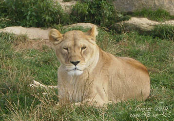 Lioness in the grass