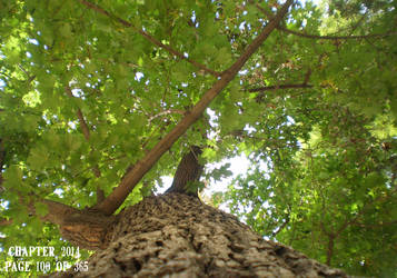 Tree up to the sky