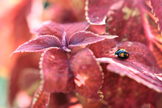 ladybug.