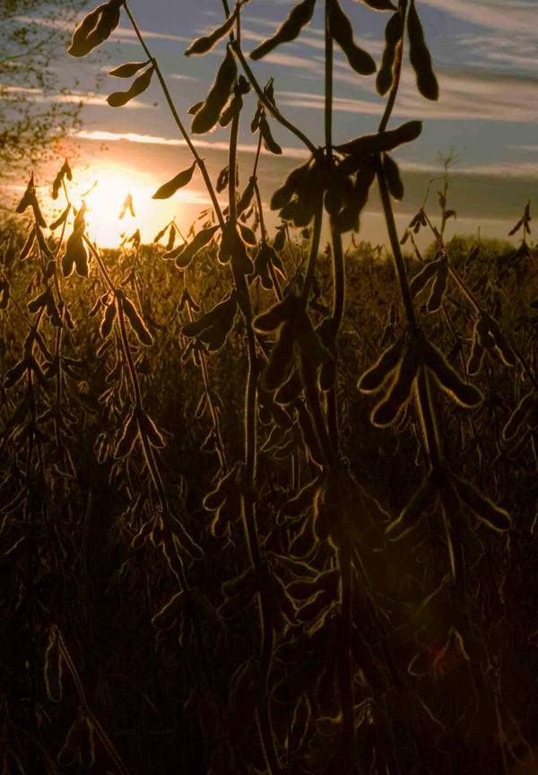 soybean sunset by cassiedoodle on DeviantArt