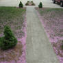 Blossomed Pathway
