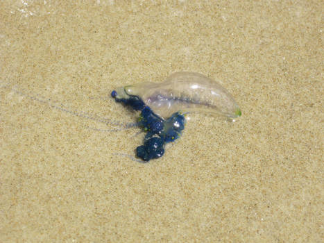 Blue bottle jellyfish