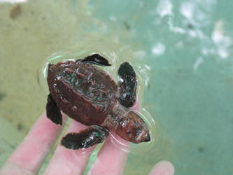 Baby turtle