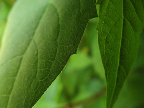 Leaves On a Bush