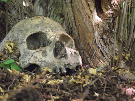 Skull Under a Bush