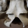 Symmetry of the Skull