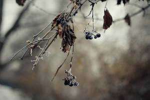 The Wilted Beauty of Winter