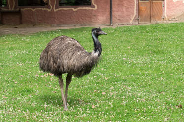 American rhea