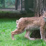 lynx