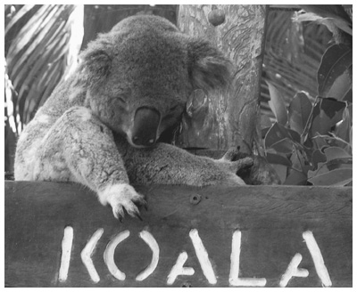 Sleepy Koala 2