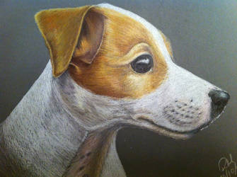 Jack Russell