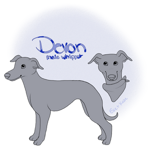 Devon the Whippet