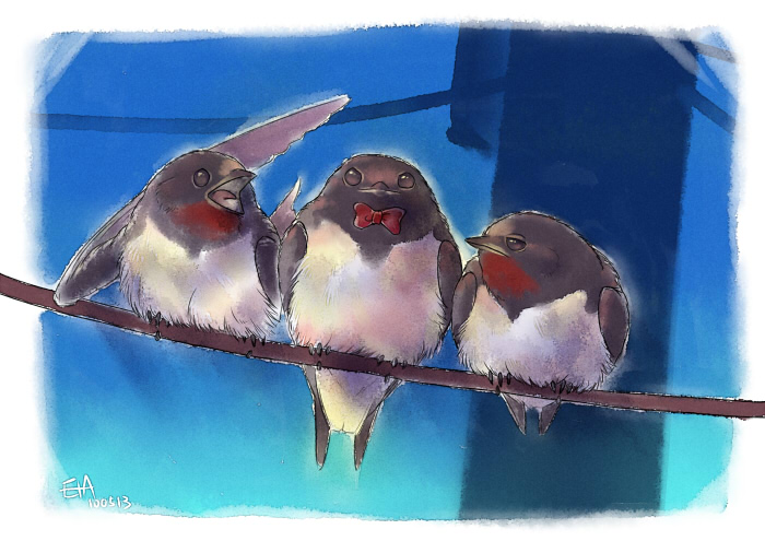 birds