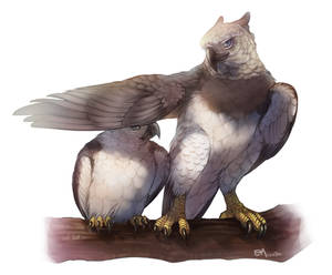 harpy eagles