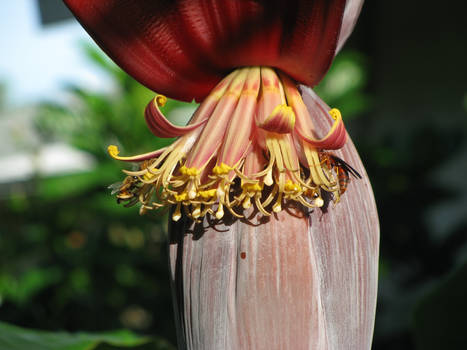 Banana Pod Photograph