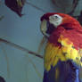 Parrot named Marango