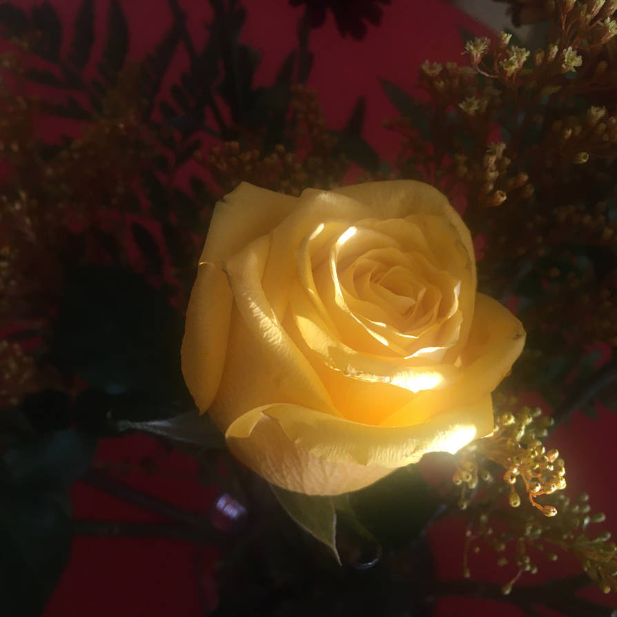 Sunlit Rose by wildirishrose7 on DeviantArt