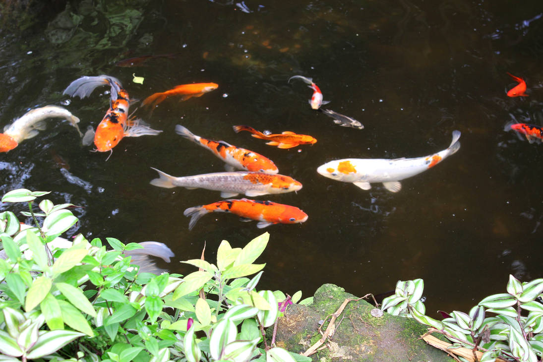 Koi2 by wildirishrose7 on DeviantArt