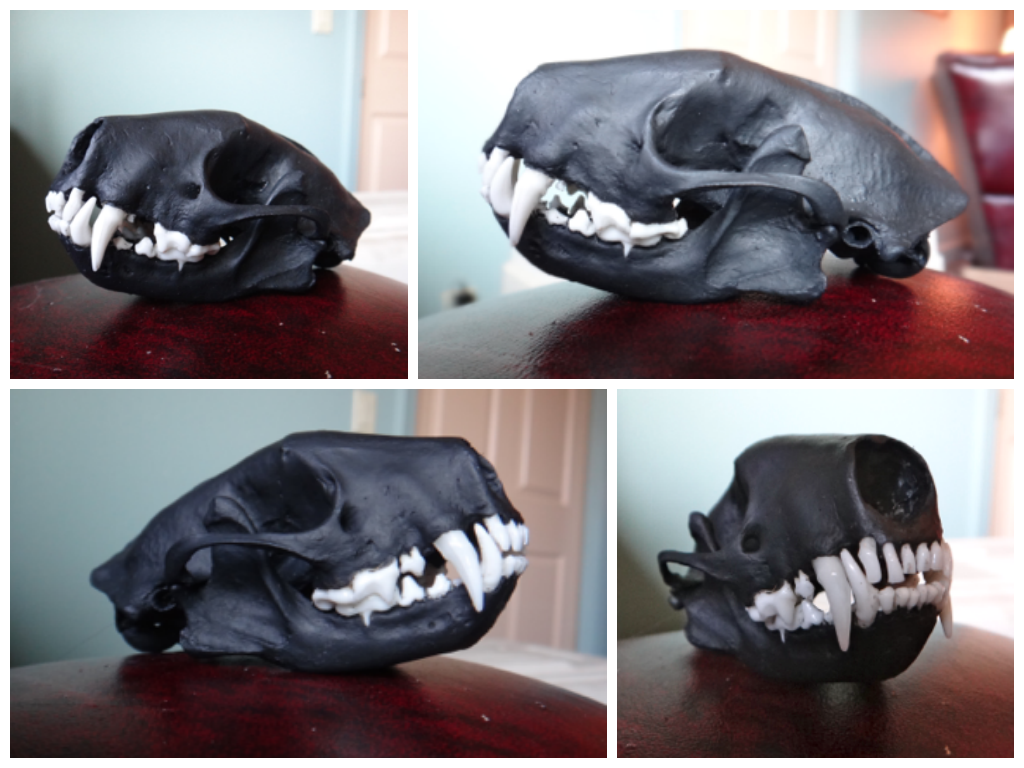 Skunk Skull