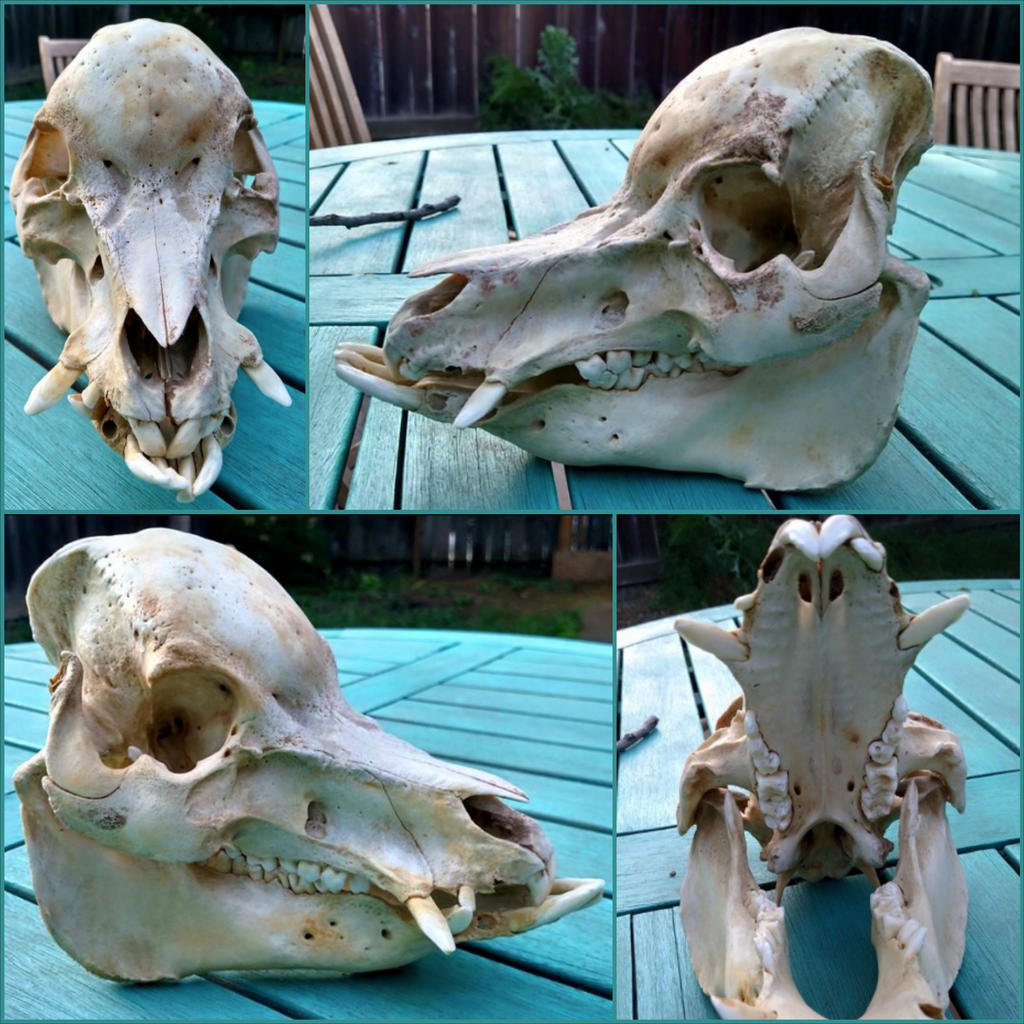 Pot-bellied Pig Skull *SOLD*