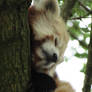 sleeping red panda